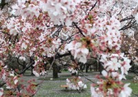 Du lịch tháng 4 vào mùa hoa anh đào Nhật Bản nở đẹp nhất !