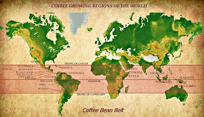 coffee bean belt