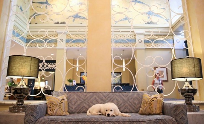 điểm danh 10 khách sạn hoàn hảo cho người yêu động vật