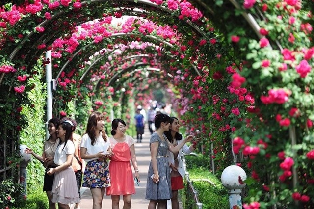 Chờ đón lễ hội hoa hồng lớn nhất Việt Nam