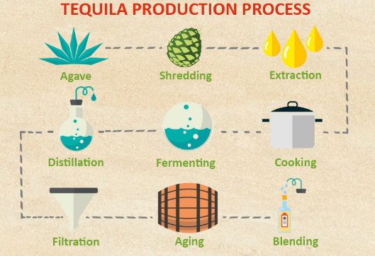 Quy trình sản xuất Tequila