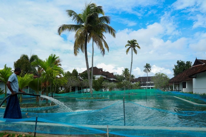 Resort biến bể bơi thành hồ nuôi cá - Cách làm hay để “sống sót” qua mùa dịch