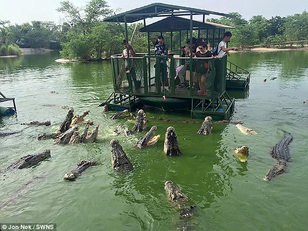 du khách cho cá sấu ăn