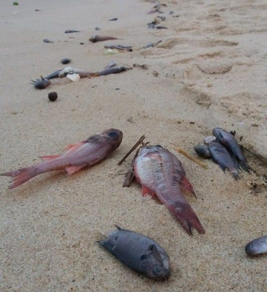 cá chết dọc biển miền Trung