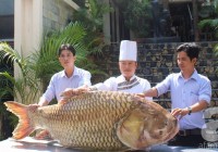 Nhà hàng ở Sài Gòn săn cá hô khủng về phục vụ thực khách.