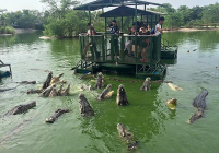 Rùng rợn cảnh du khách cho cá sấu ăn giữa hồ