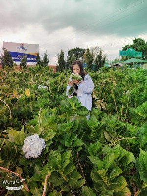 Thoòng Hải Yến