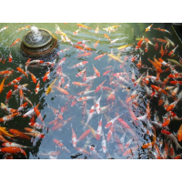 Bùi Tấn Đạt