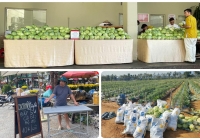 “Giải cứu” nông sản và câu chuyện đẹp của người làm dịch vụ