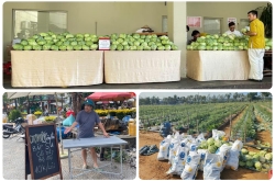 “Giải cứu” nông sản và câu chuyện đẹp của người làm dịch vụ